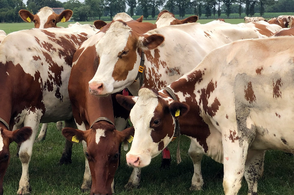 cattle growth booster