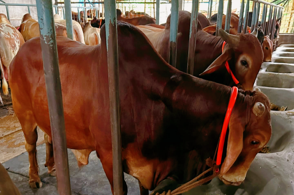 cattle growth booster