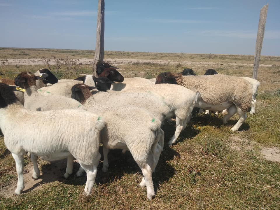 lima biotech sheep growth booster
